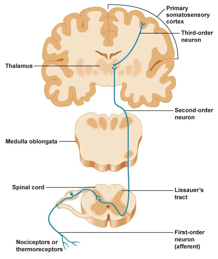 What is the structure and function of the spinothalamic pathways? — Brain Stuff